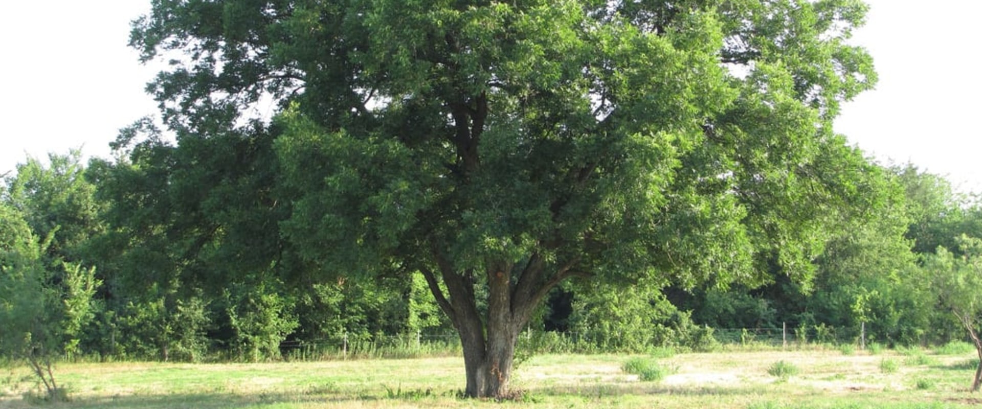 Do pecan trees stop producing pecans?